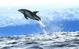 dusky-dolphin_new-zealand