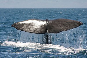 whale-watch-kaikoura